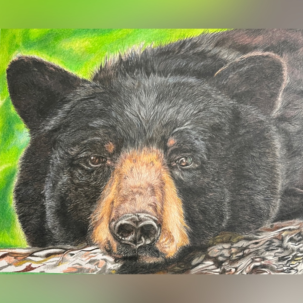 Black Bear print